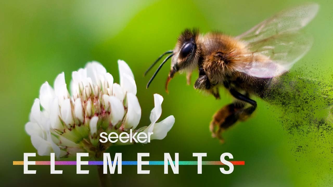 The Threat to Bees and Our Food Supply