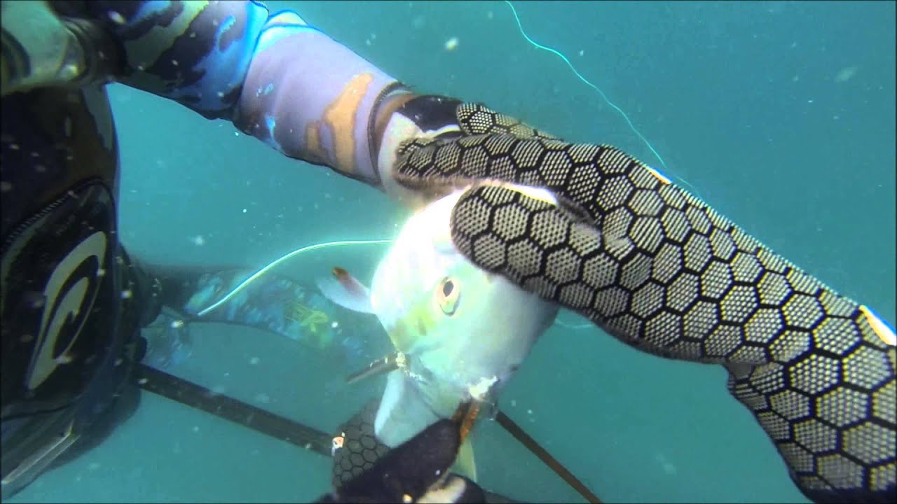 Norah Head Spearfishing - Volume 4