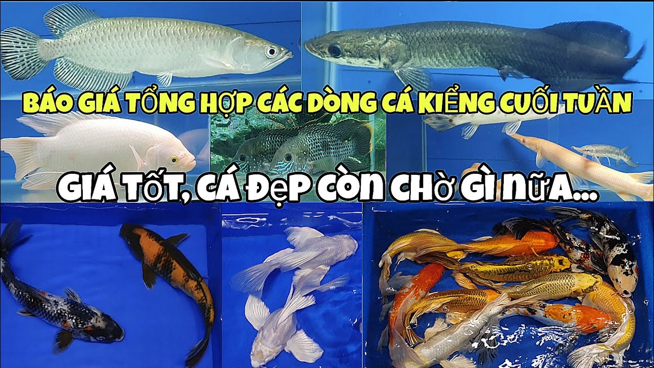 BÁO GIÁ TỔNG HỢP CÁC DÒNG CÁ KIỂNG CUỐI TUẦN 14/12/2025...