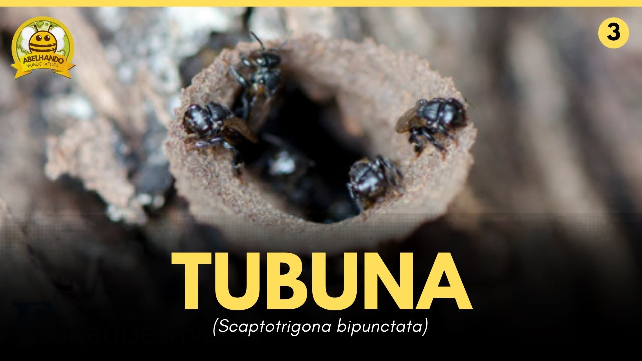 Abelha Tubuna - Guia Completo de Informações!