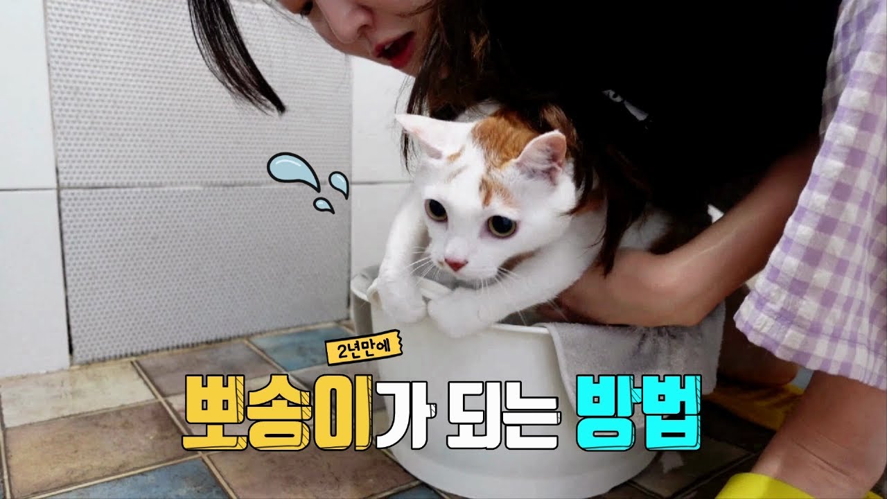 뽀양이목욕 재개합니다