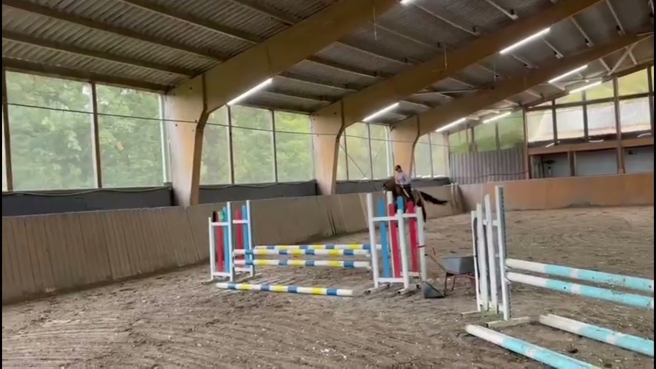Talent // Show Jumper, Hunter // Toulon //2017 // Stallion
