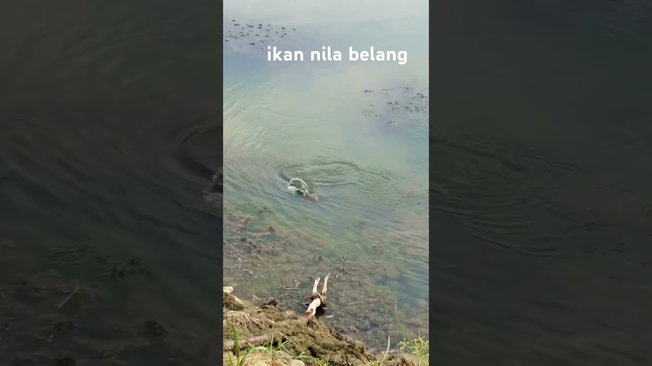 ikan nila merah berhasil di slamatkan 