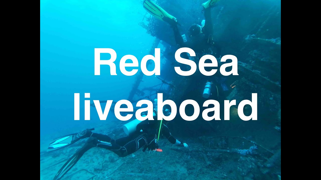 Liveaboard Reef and Wrecks. Red Sea and Thistlegorm November 2022. #scuba #redsea #liveaboarddiving