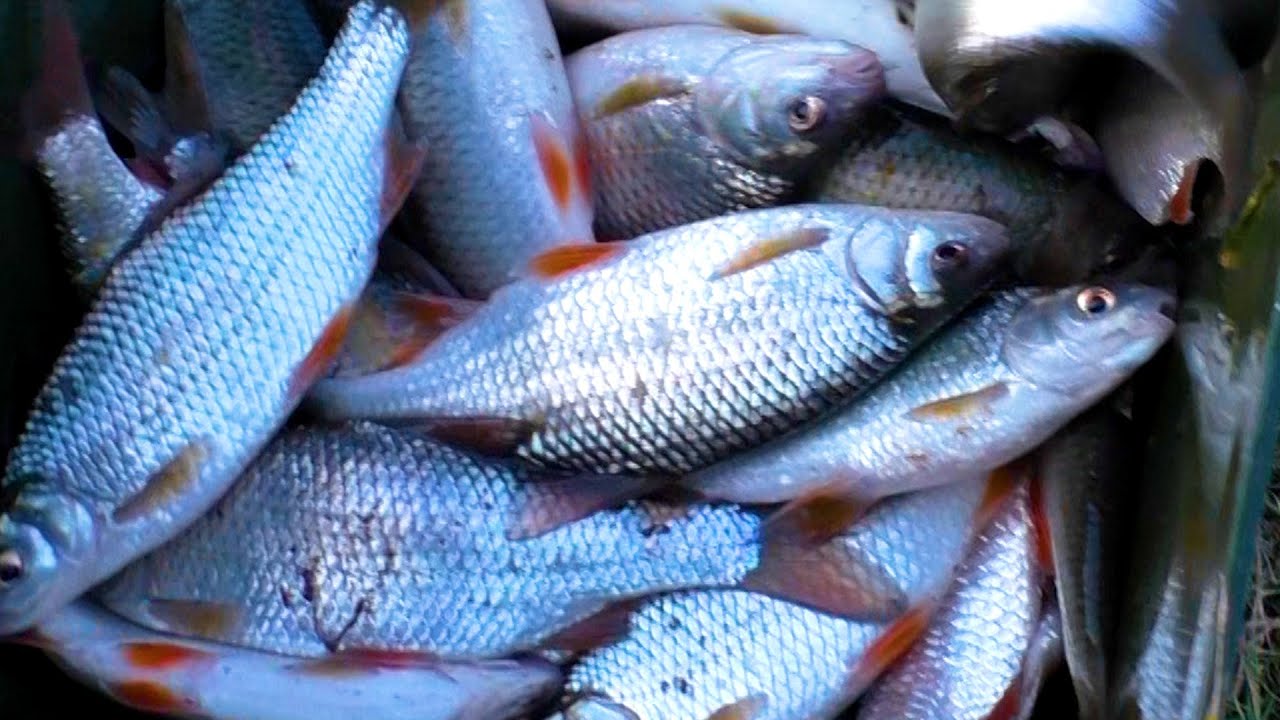 PESCUIT PE GHEATA PESCUIT IN MOLDOVA LACUL DE ACUMULARE GHIDIGHICI ANUL 2026