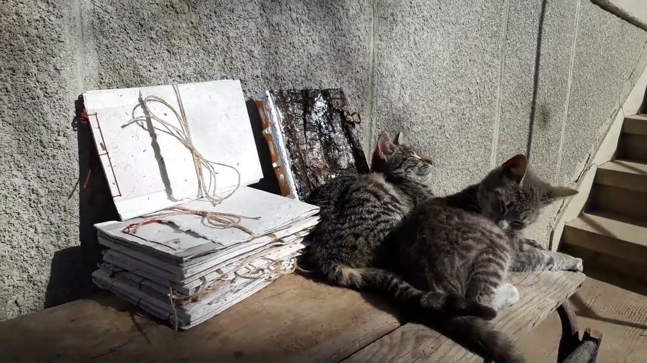 Craft Journal, Handmade Notebooks and 2 Cats // Jurnale handmade, caiete plantabile și 2 pisici
