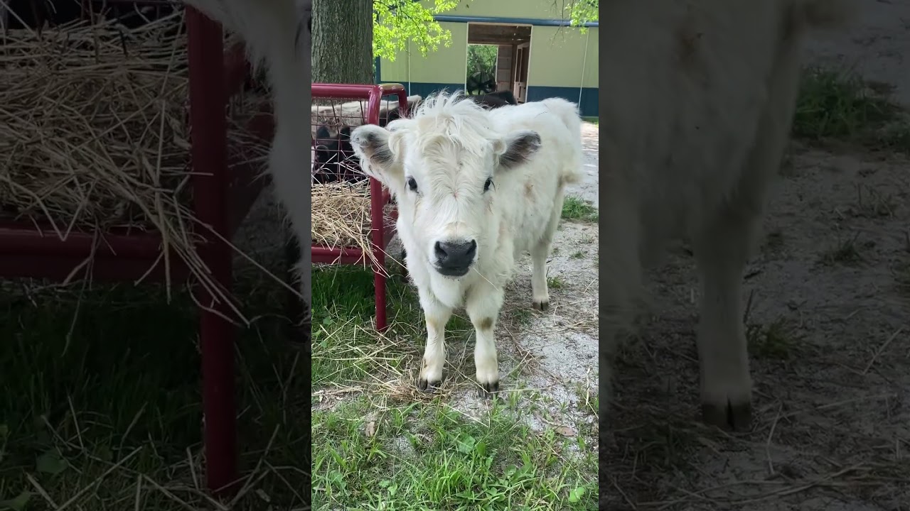 Highpark Dove is a show stopper #farm #highpark #highland #pet #calf #showstopper  #prettygirl