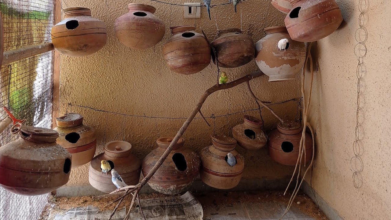 My birds Aviary is live!