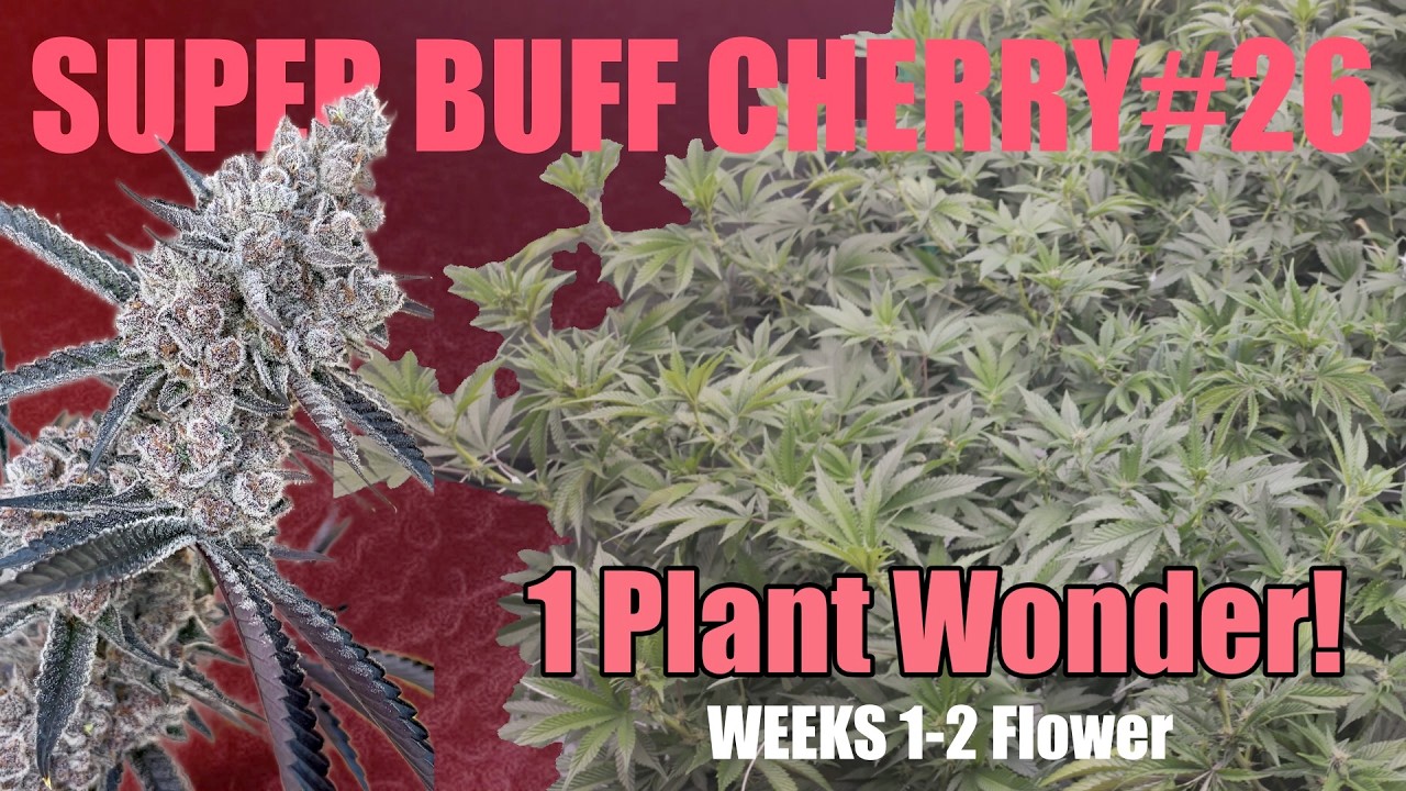 Сорт Super Buff Cherry #26. Цветение 1-2 недели&hellip; Привередливый или огненный? 🔥🌱