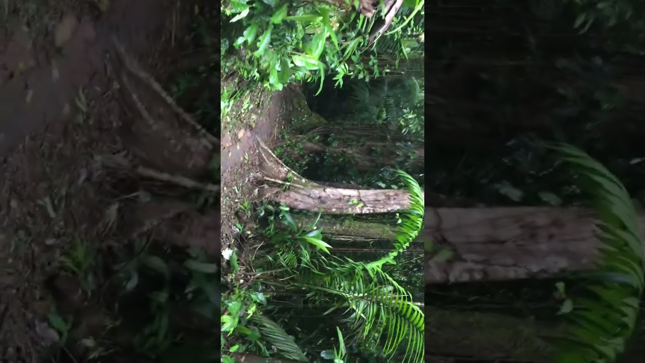 La Selva Costa Rica Biological Station Trail Walk