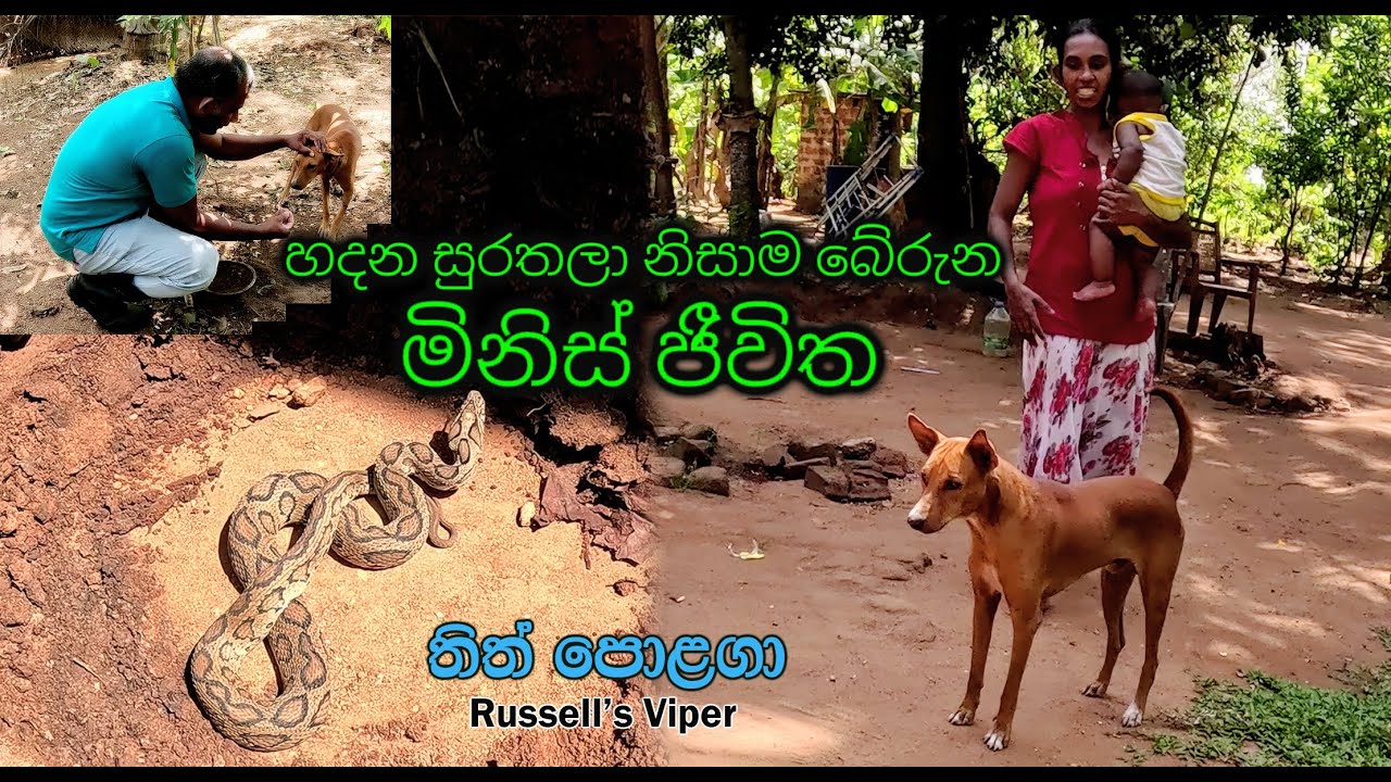 Human lives were saved because of the pets