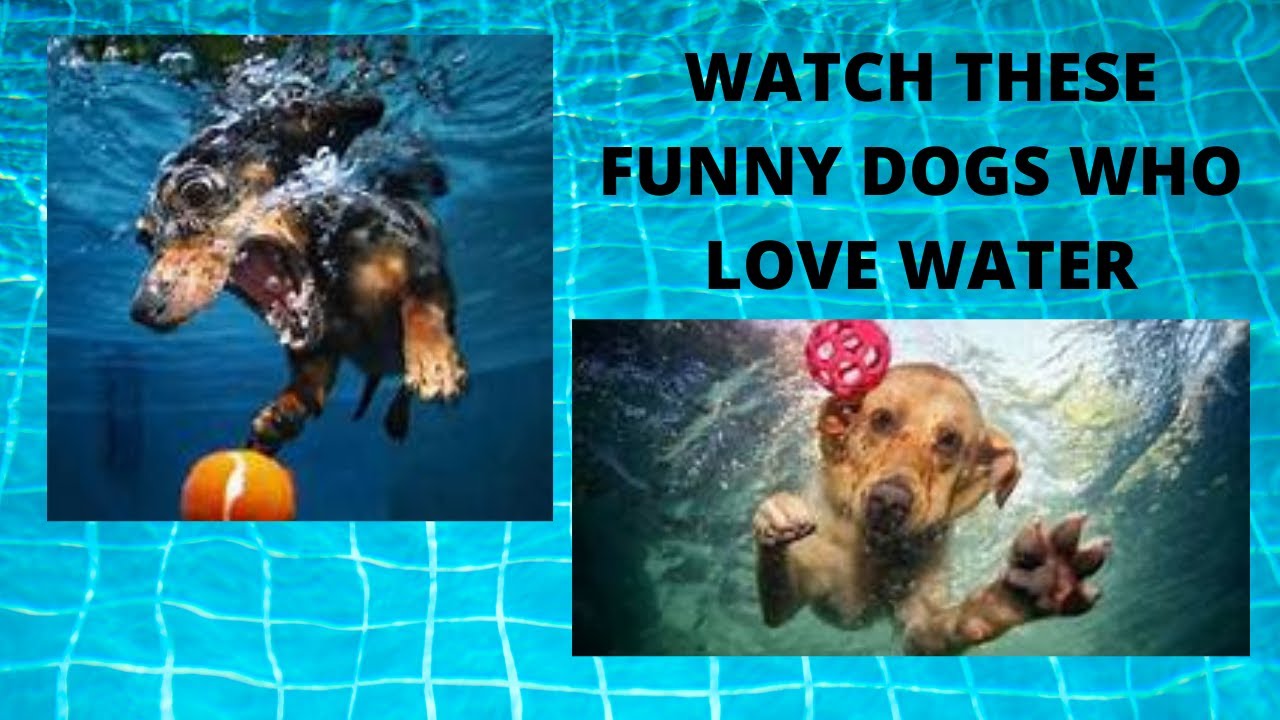 Funny Dogs Who Love Water  | Funny Animal Video |