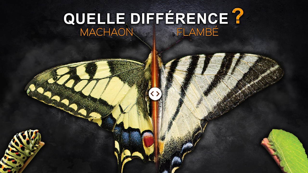 Différence entre le machaon et le flambé