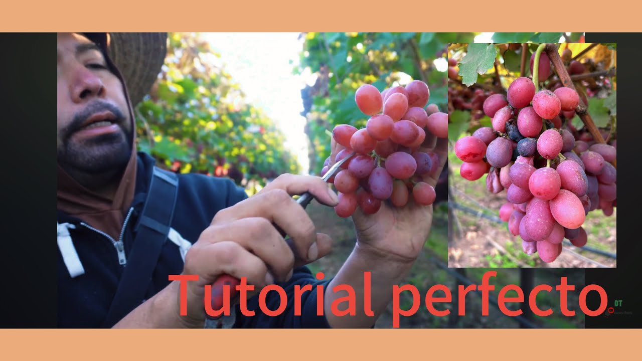 tutorial como piscar uva