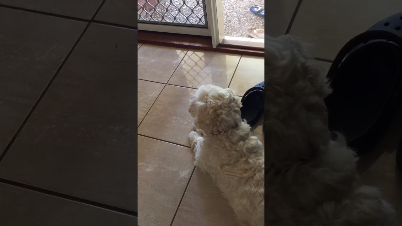 Dog howls at trumpet in La Vie En Rose