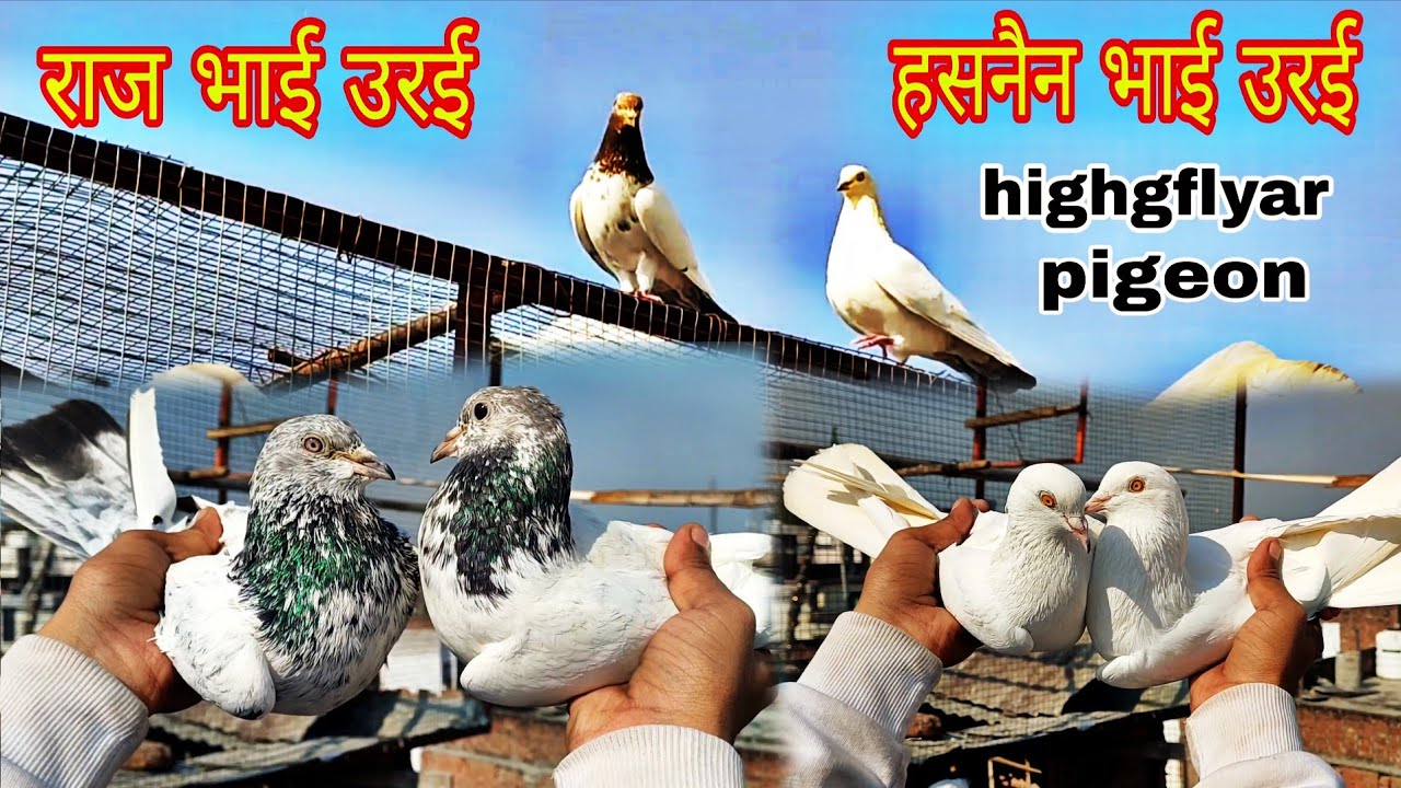राज भाई उरई  tournament ki tayyari  .highgflyar pigeon #youtube #viral #trending 