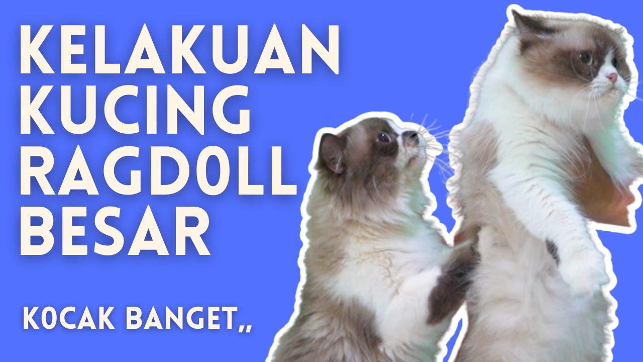 kelakuan kucing ragdoll besar