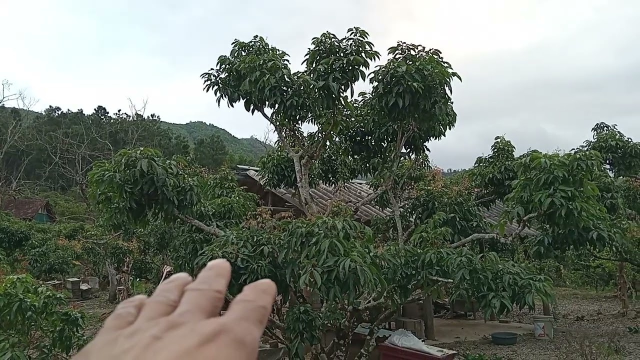 Đầu xuân tạo tán cho những cây vải không ra hoa