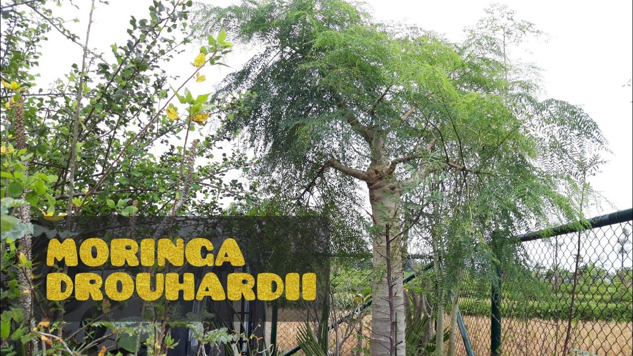 MORINGA DROUHARDII - Pohon kelor dari Madagaskar!! CACTO#18