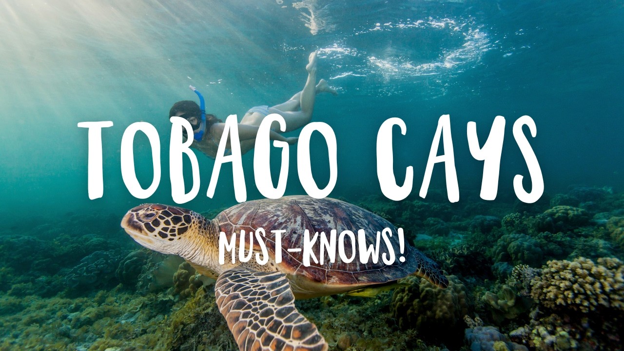Tobago Cays 2025: Everything Beginners Need to Know