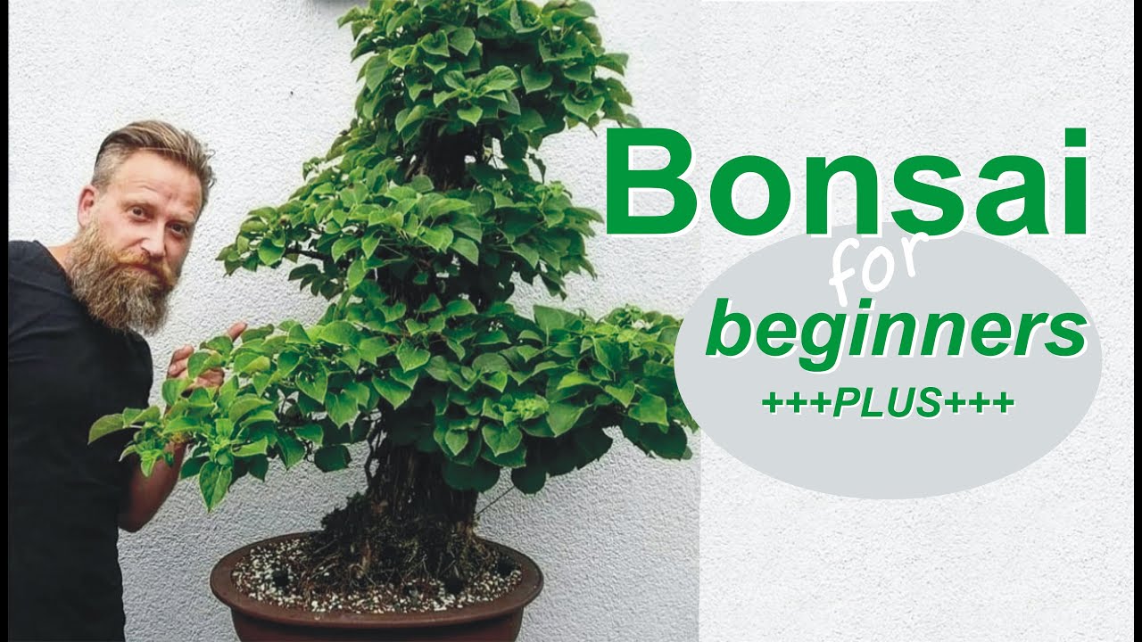 Bonsai selbst gemacht : Hortensie