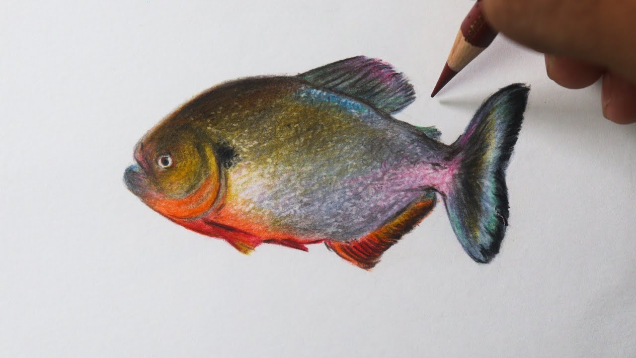Como Desenhar uma Piranha Fácil e Realista NARRADO