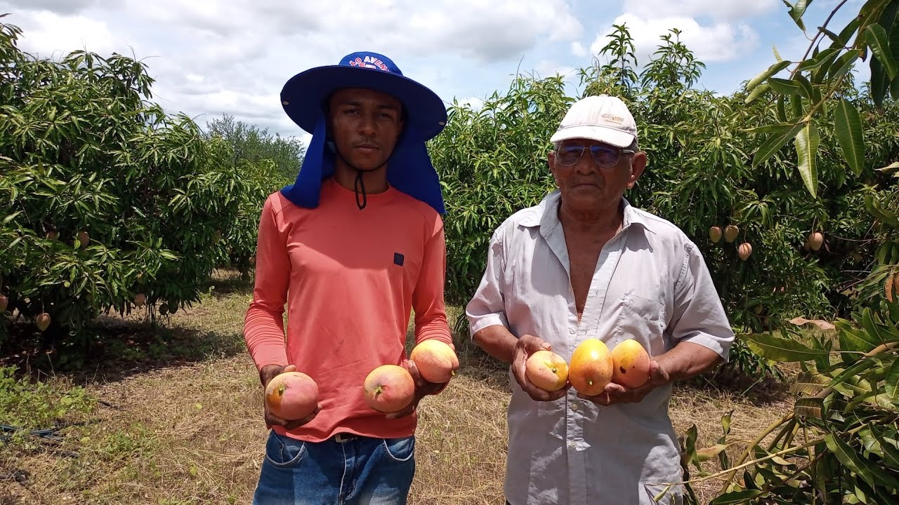 PRODUÇÃO DE MANGA ROSA NO VALE DO SÃO FRANCISCO | Sertão Alegria