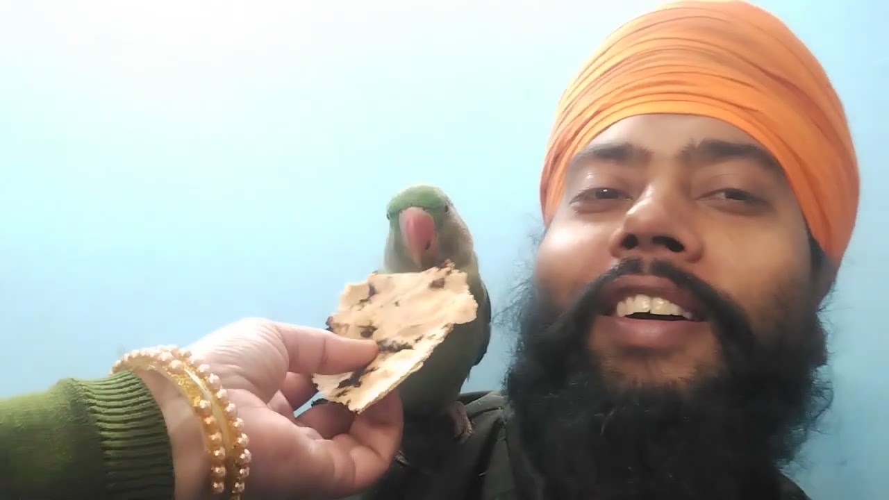 #parrot ne khayi kaan khujane  vali sikh