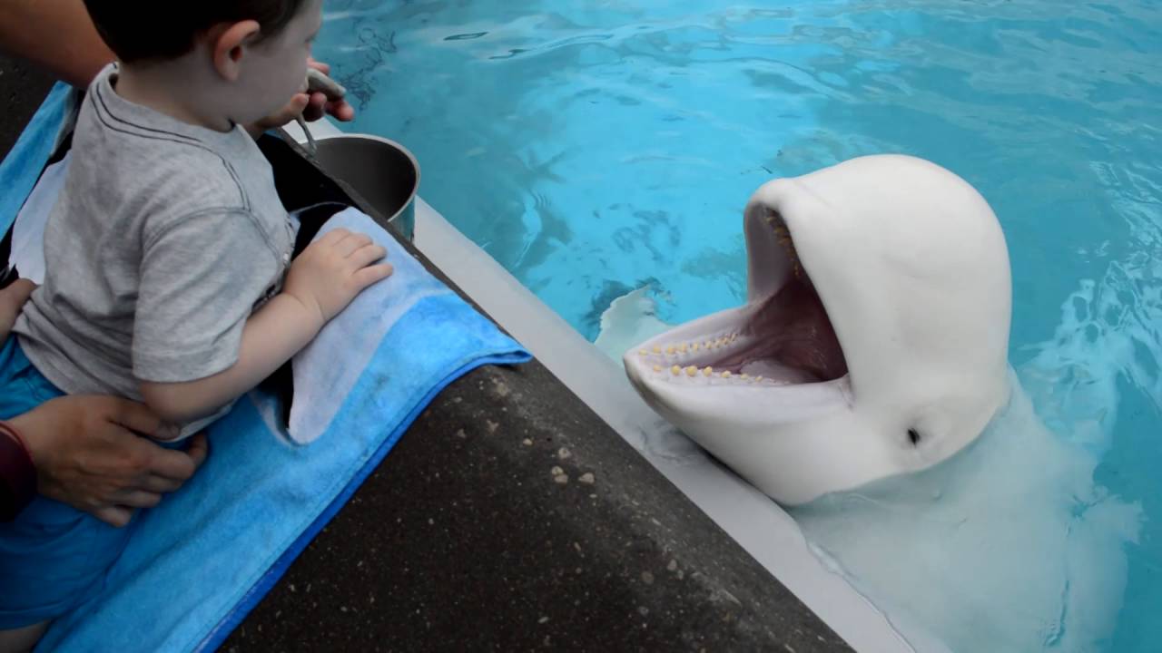 Beluga Whales of Marineland Canada