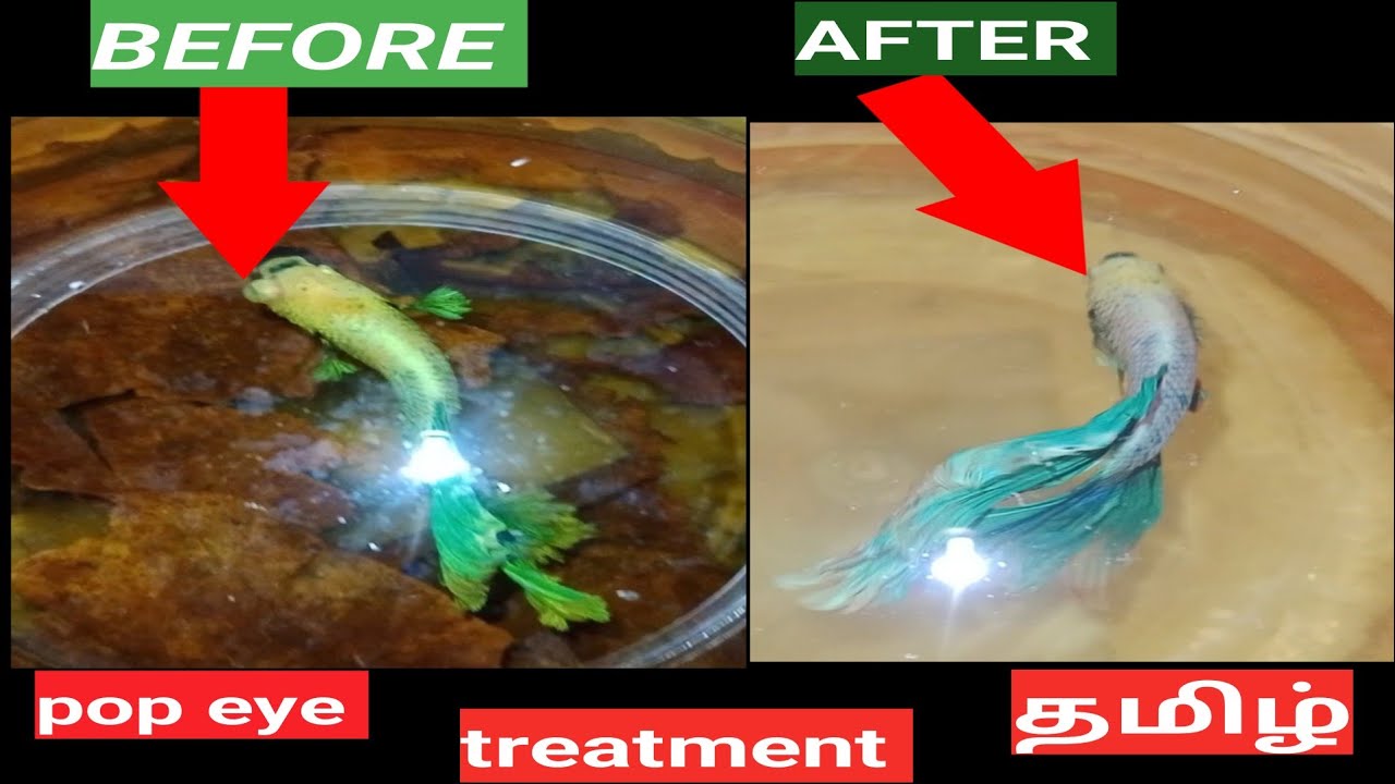 betta fish eyes popping out tamil |eye problem betta fish in tami |betta fish health problems tamil 