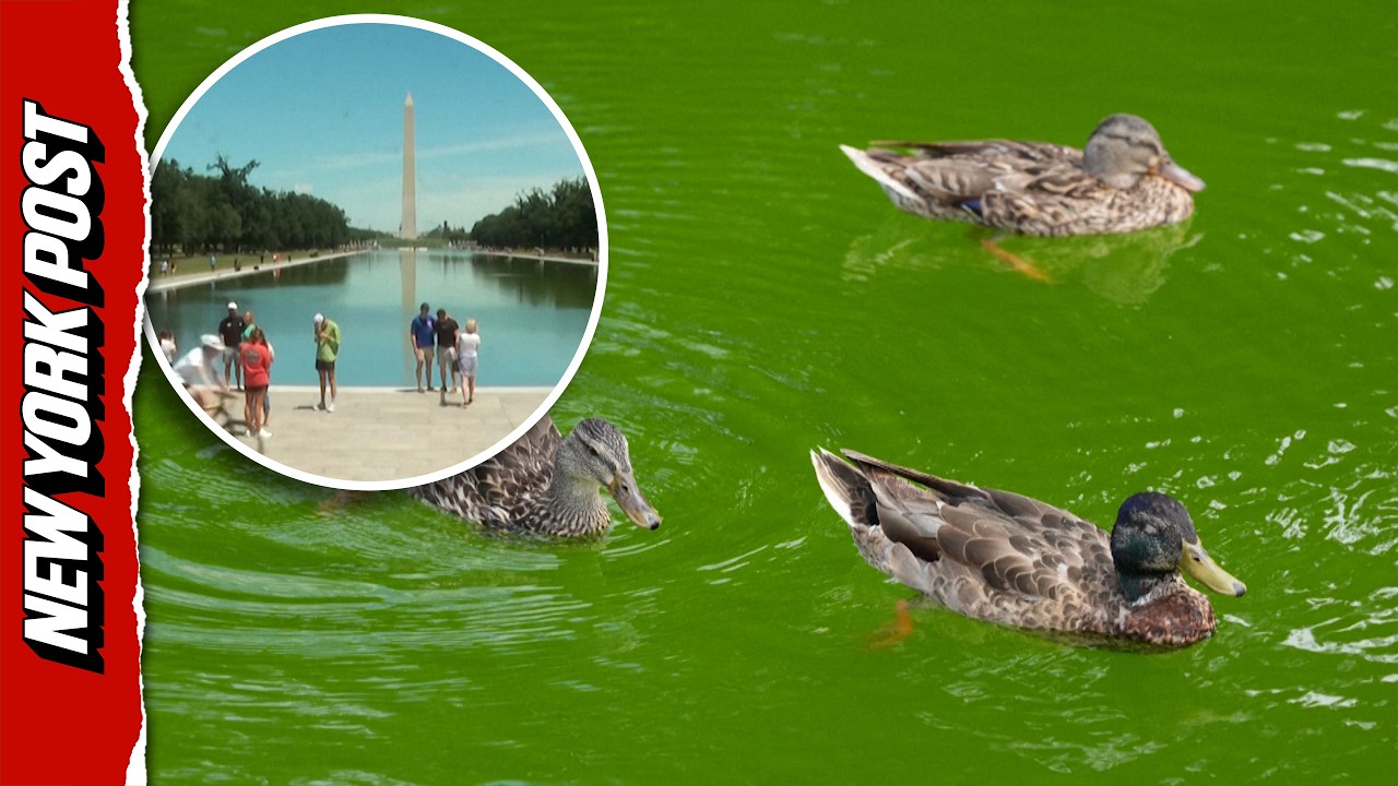 Reflecting Pool Begins to Peel as Trump Admin Struggles With Algae After $14M Renovations