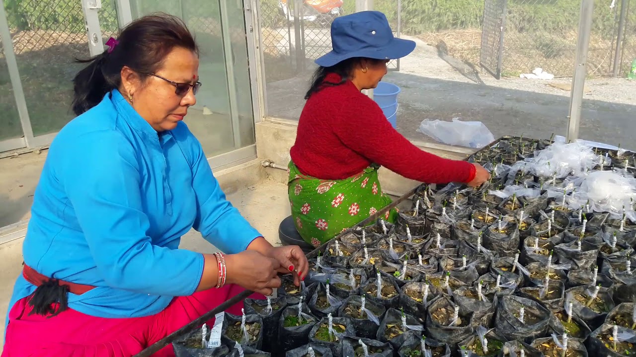 Grafting and Healthy Sapling Production of Citrus [WTHC, Kirtipur]