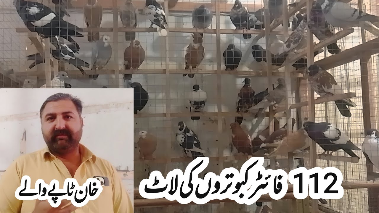 Khan Taapy Wala| kabutar| kabootar| pigeon| fighter kabutar | birds | ch Junaid pegions |