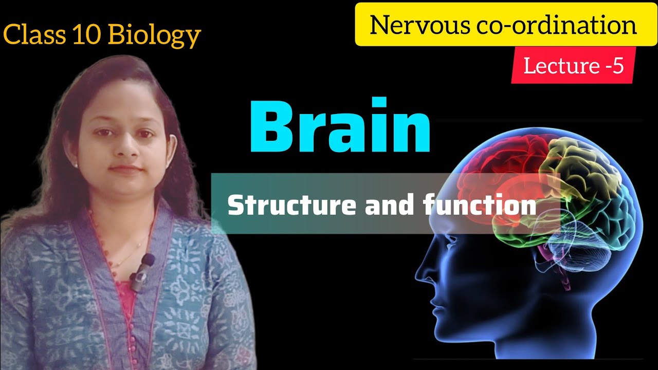 Structure and function of Brain ll CNS ll Nervous co-ordination ll Lecture -5 ll