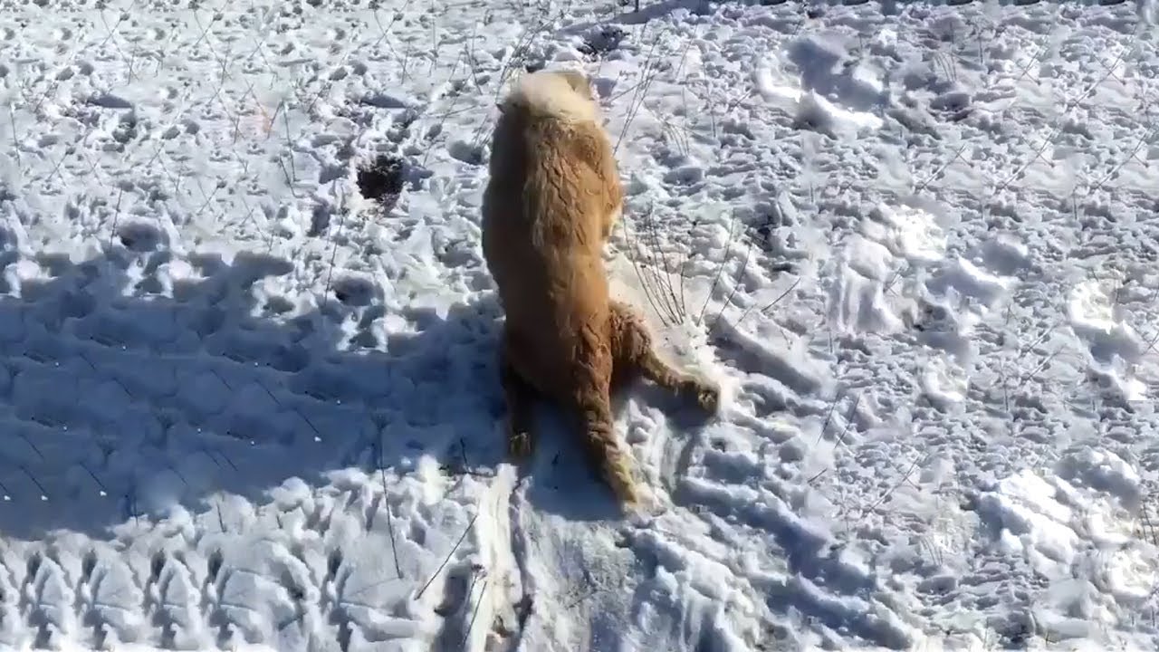 Она была беременна, бегала за прохожими, умоляя о помощи со сломанным тазом