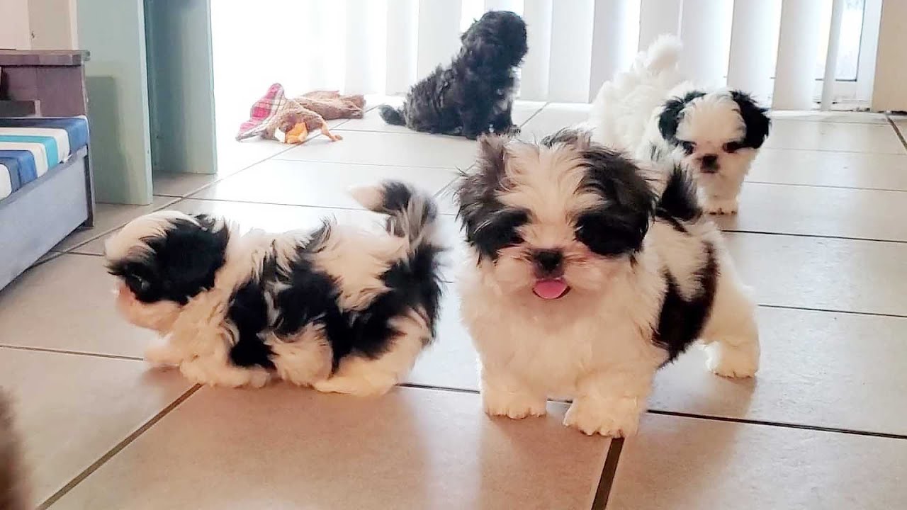 Happy 8 weeks old Shih Tzu
