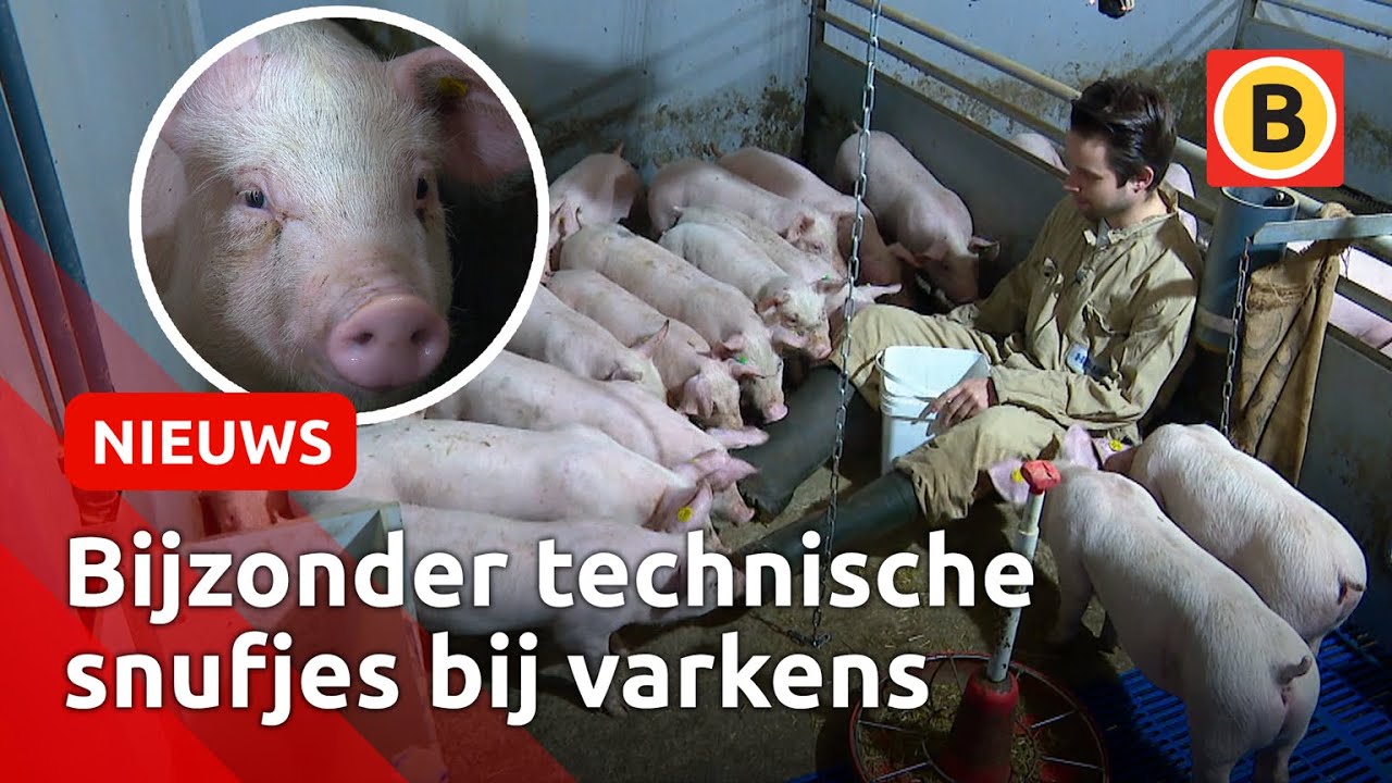 Deze varkens krijgen een royale vijf-sterrenbehandeling ⭐ | Omroep Brabant