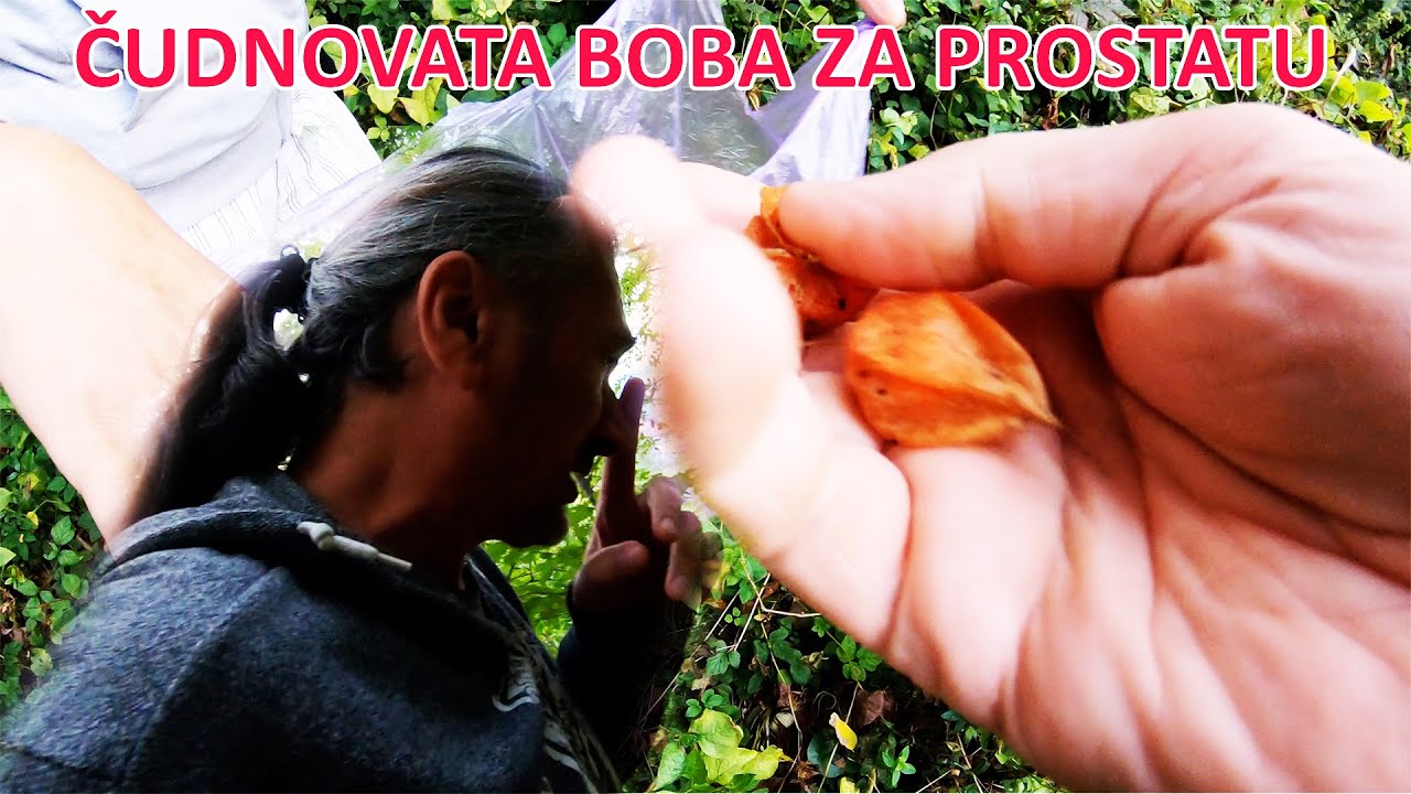 RIČI I KONA  BERU U PRIRODI LIJEK ZA PROSTATU
