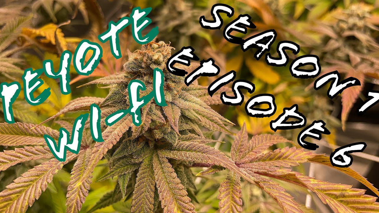 How To Grow Weed -Peytoe Wi-Fi Seedsman Seeds (Season 1 Episode 6)