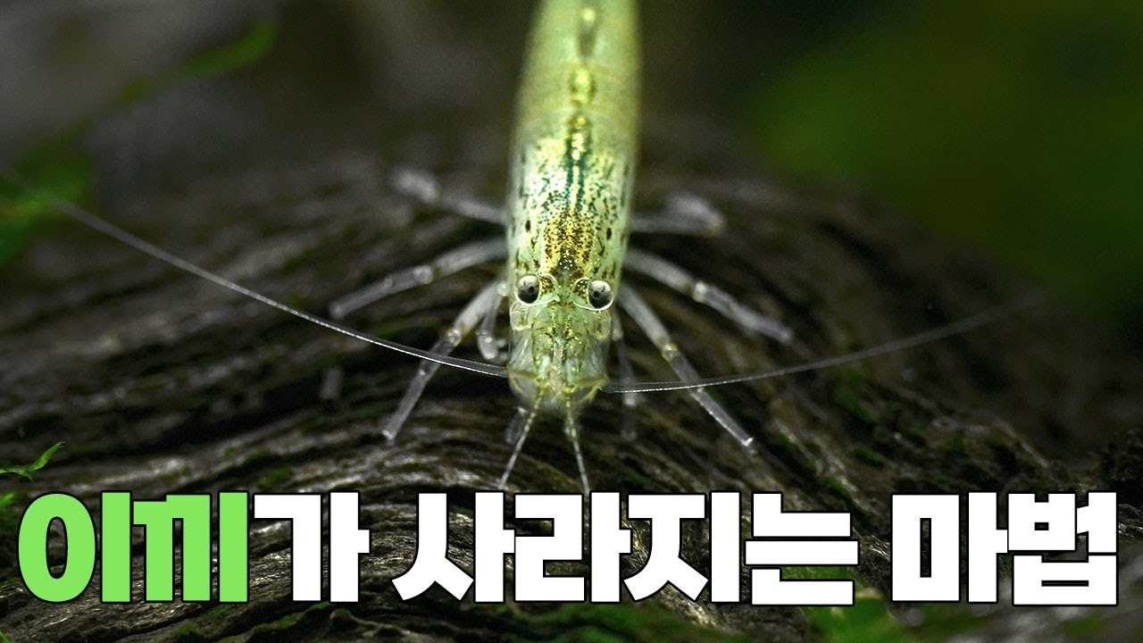 식용 새우를 어항에서 키우는 이유 - 수초어항 이끼 제거