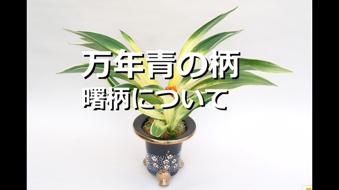 【万年青の柄】【曙柄　アケボノ　中透け】について　一年の色の変化、曙柄の出し方、注意点、価格と相場、品種について【万年青の豊明園】【What is Akebono・Sun Rise Color?】