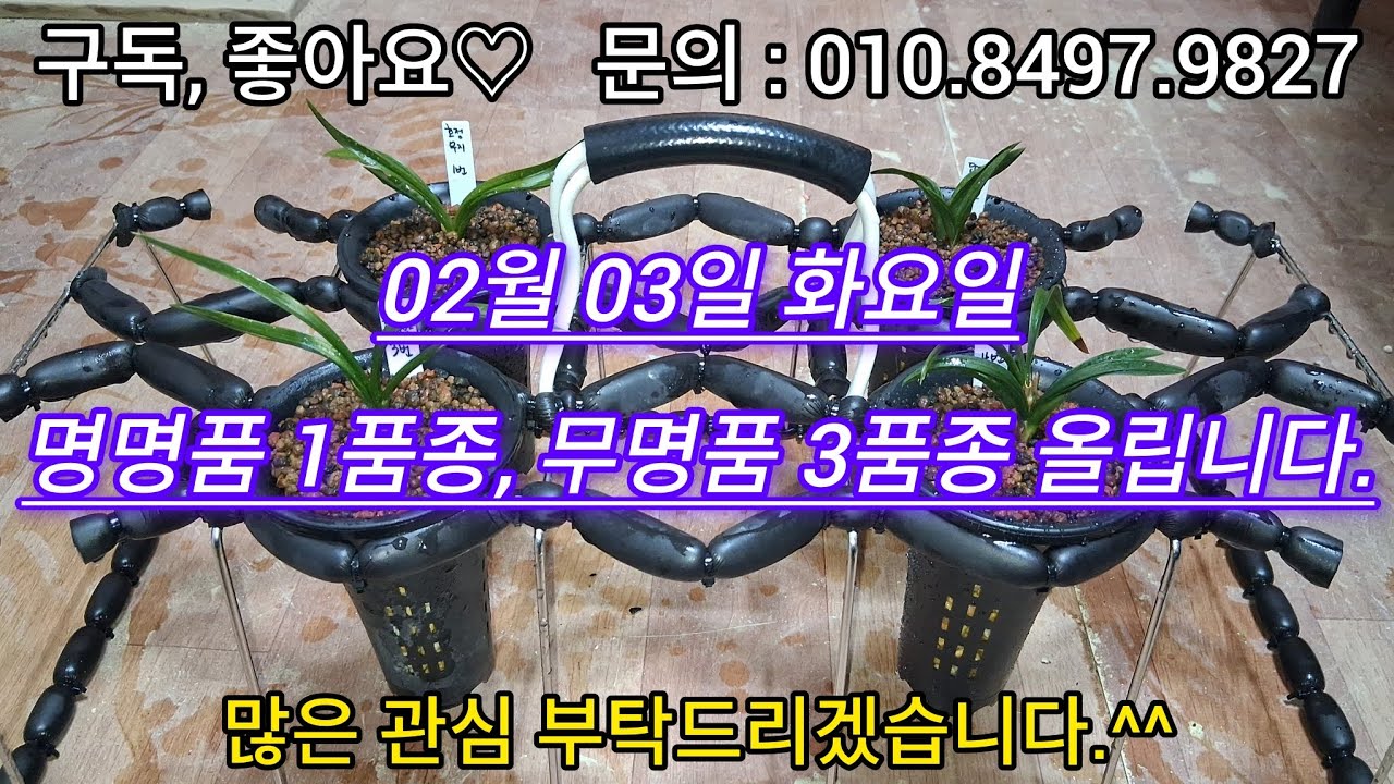 02월 03일 화요일 명명품 1품종, 무명품 3품종 올립니다.