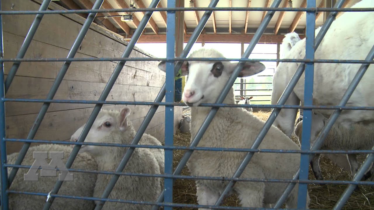 Educational Experiences in Swine, Small Ruminants and Poultry