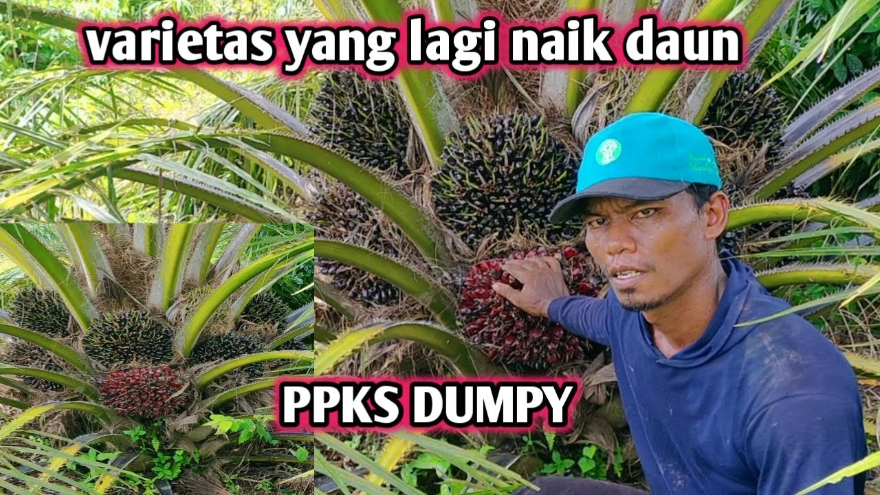 varietas PPKS yang lagi naik daun....luarbiasa PPKS dumpy