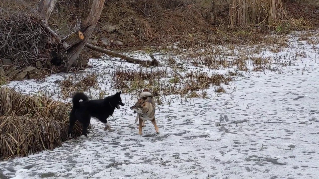 Primitive dog play session in the pond. Shikoku and Karelian Bear Dog.