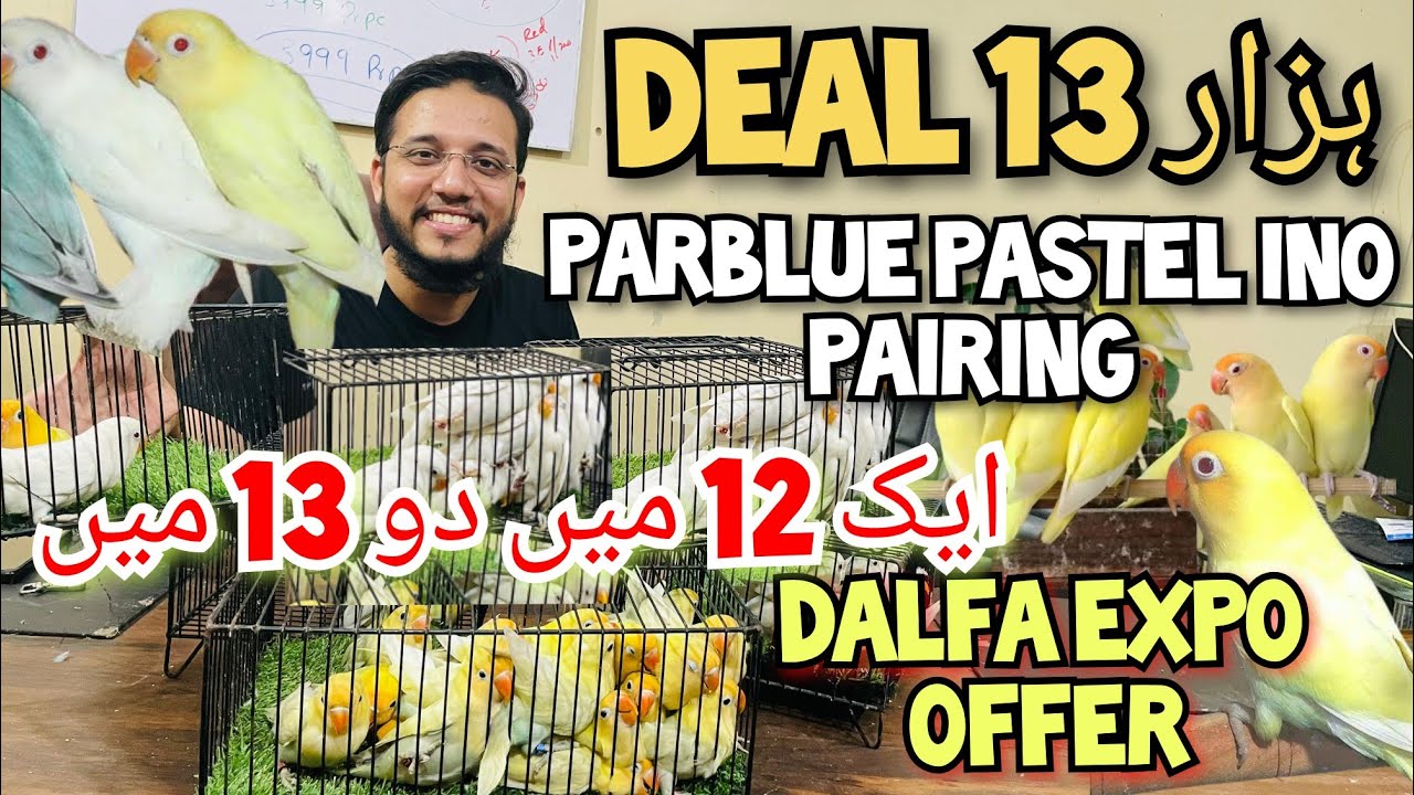 Deal 13 Hazar aik 12 mai do 13 mai | Parblue Pastel ino pairing | Dalfa Expo Offer