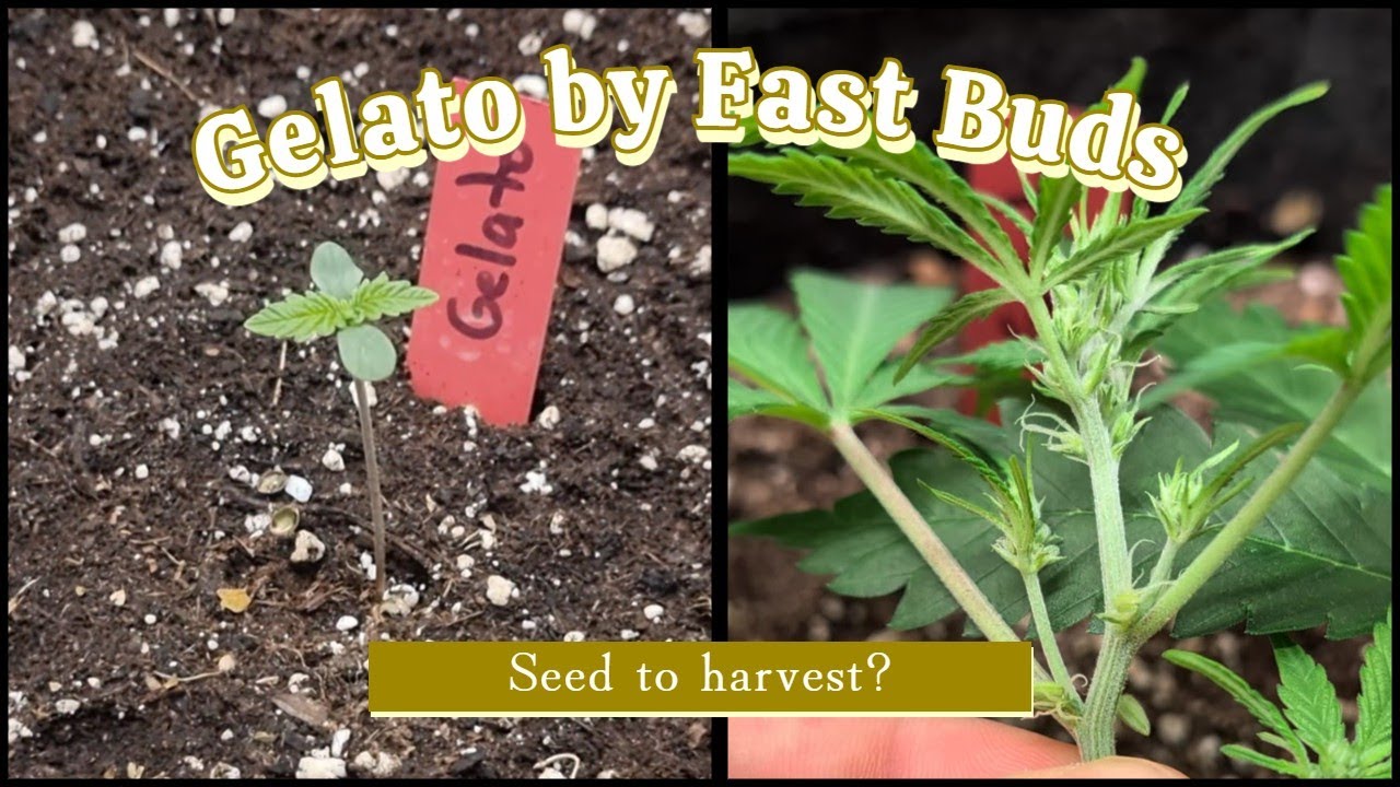 Seed to Harvest - Gelato Auto Fast Buds (hermaphrodite)