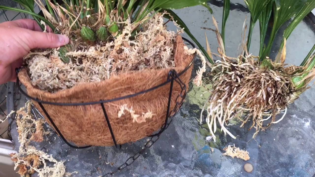 REPOTTING ORCHIDS: LETS TRY AND REPOT A LARGE STANHOPIA ORCHID TOGETHER 1080p