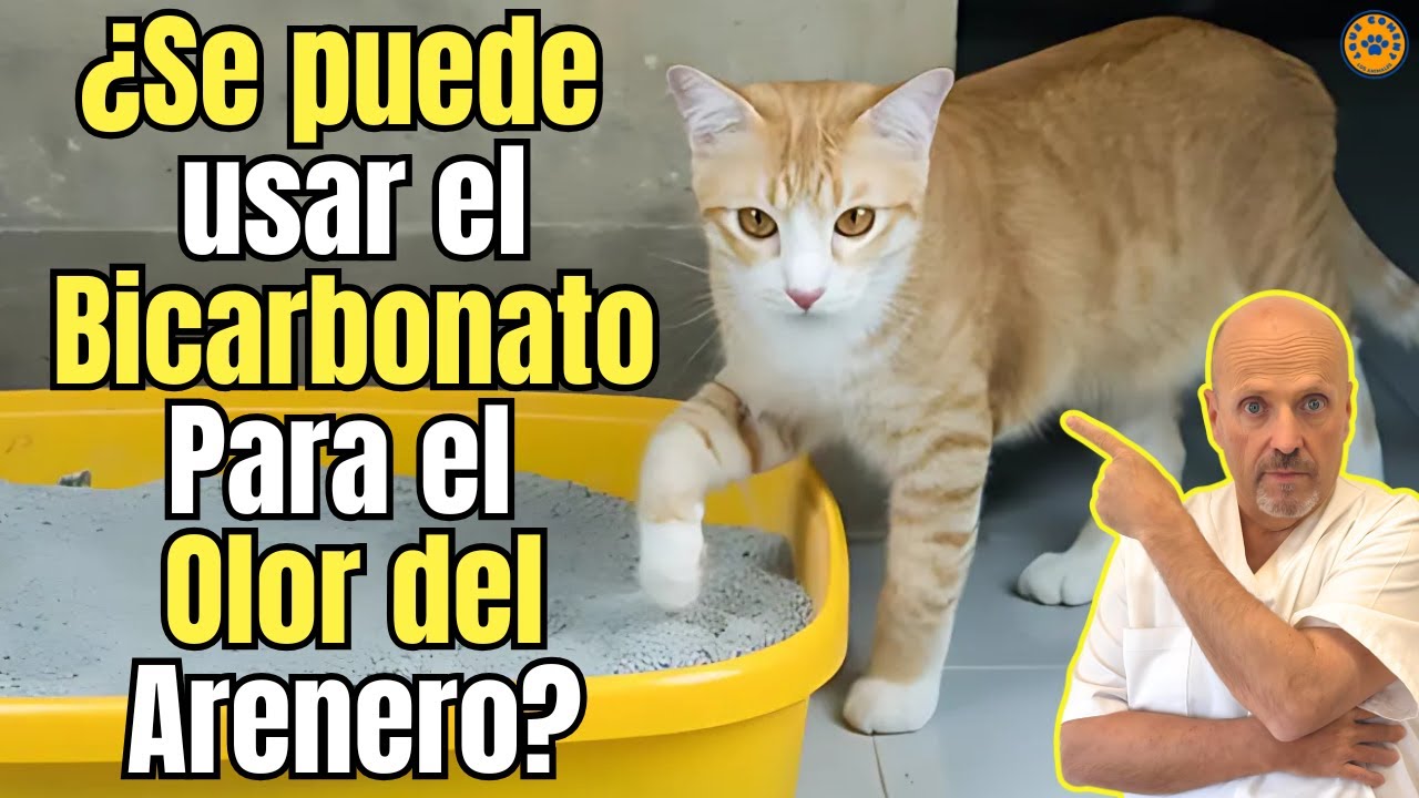 🤐 ¿SE PUEDE UTILIZAR EL BICARBONATO PARA ELIMINAR EL OLOR DEL ARENERO DEL GATO? 🤐