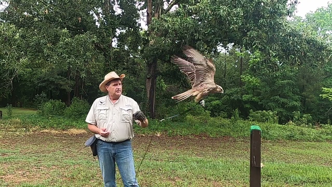 Falcon training - flying to come to the fist when called.